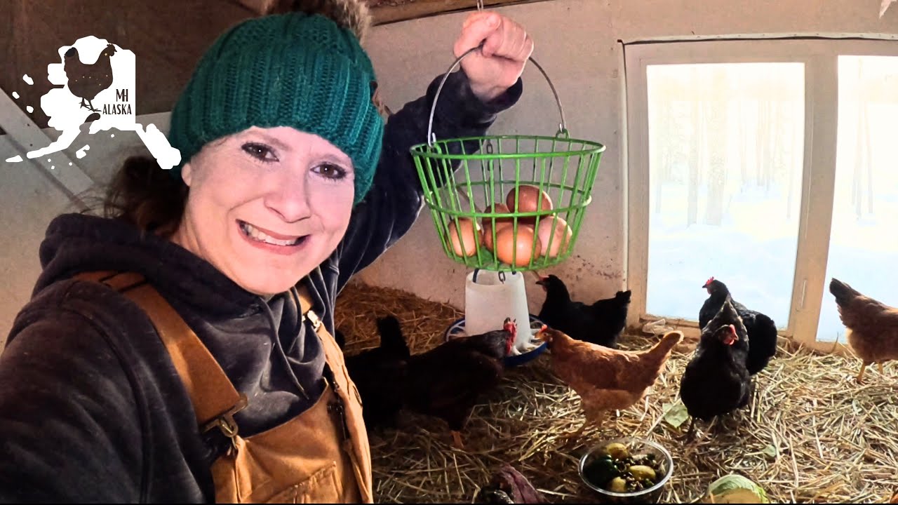 "Chickens in Alaska Winter Challenges and Unexpected Setbacks