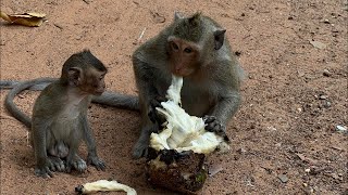 Waktu Santai Monyet di Sore Hari 🐒☀️