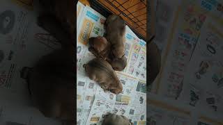 Kash Iz King 2 Weeks Old 4.22.23