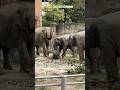 【東山動植物園公式】アジアゾウ親子が大木をもらう《 アジアゾウ　ゾウ 》#shorts