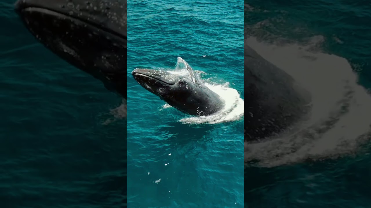 OrcaSwimsBaja.com - join us!