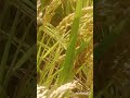 الأستاذ إسماعيل حسن يكتشف مرض التفحم الكاذب في محصول الأرز