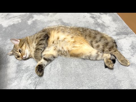 誰にも構ってもらえず無感情になってしまった猫…。