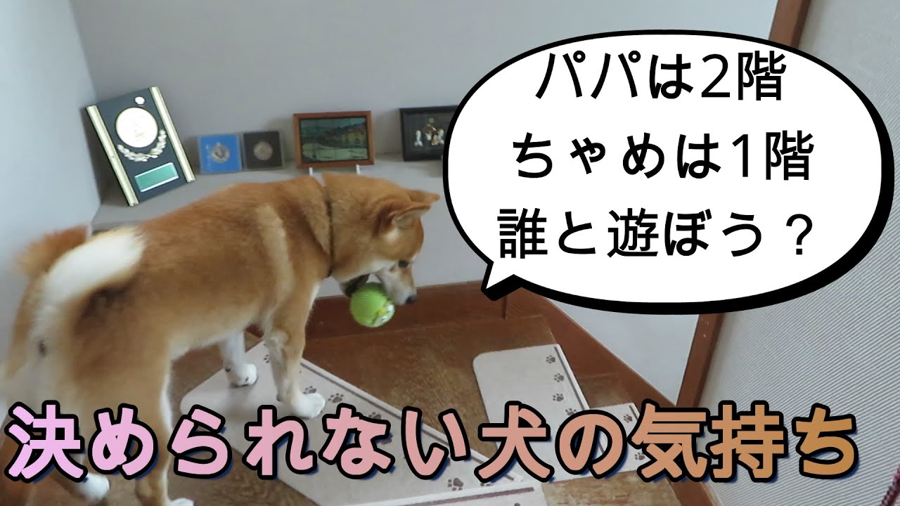 まめ田ちゃめ助 Analise E Relatorio De Canal Do Youtube Desenvolvido Por Noxinfluencer Mobile