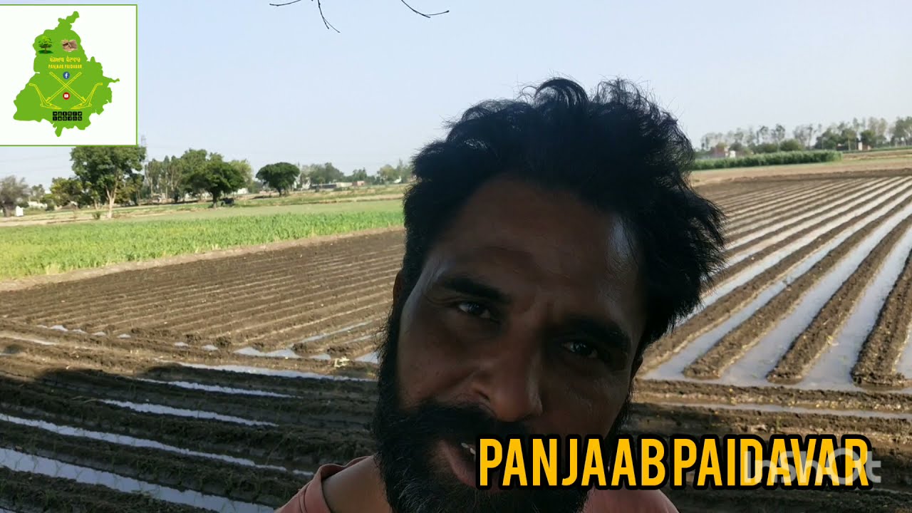 ਵੱਟਾਂ ਉੱਤੇ ਝੋਨਾ। ਲੋਕੀ ਉਡਾ ਰਹੇ ਨੇ ਮਜ਼ਾਕ। ਕਹਿੰਦੇ ਪੁੱਠੇ ਕੰਮ ਕਰਦਾ। Panjaab Paidavar। Sukhi Shergill
