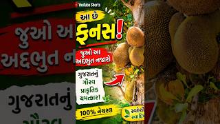 આ ફણસ નું અદભુત નજારા દાર વૃક્ષ #gujarat #ફણસ #Gujaratibesst #baroda #ahmedabadcity #gujarattour
