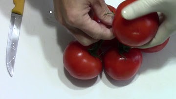 Đời sống ở Mỹ, trồng cà chua từ trái ở chợ. Planting tomato.