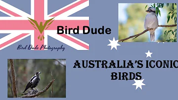 15 Iconic Australian Birds