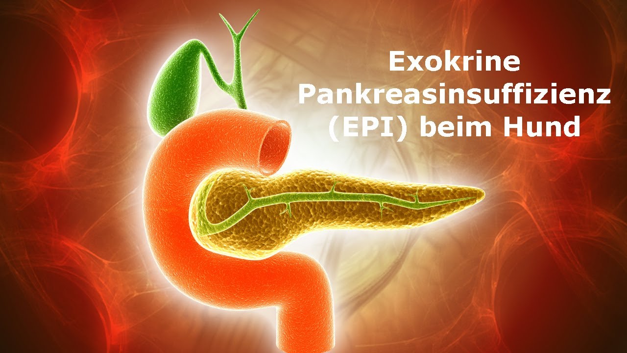 Exokrine Pankreasinsuffizienz (EPI) beim Hund