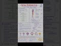 📘 Class 12 Biology NotesChapter 3: **Human Reproduction** 🧬👶#reneet2026 #neetbiology #revisionnotes