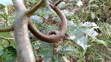 Cây câu đằng 1gai chữa bệnh huyết áp bệnh gan  khớp