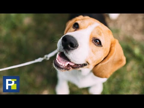 Vídeo: Perro - El Mejor Amigo Del Hombre, ¿o Solo Está Fingiendo? - Vista Alternativa