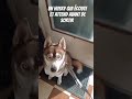 Rvlation sur ce husky  chien dog doglife husky doglover huskylove funny education