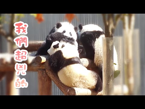 《熊貓早晚安》別看我們可愛，但我們超兇的！不信我咬你 | iPanda熊貓頻道