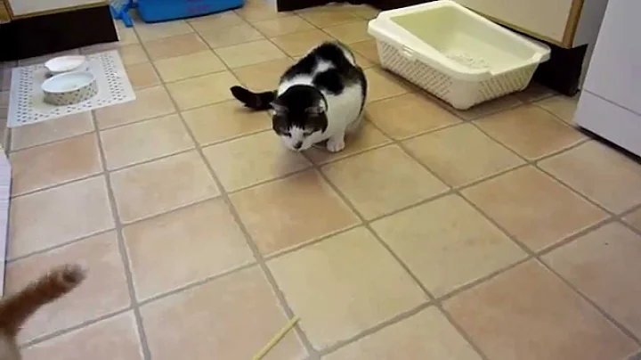 Watch the video about Scottie The Scottish Fold Kitten Playing so Cute!