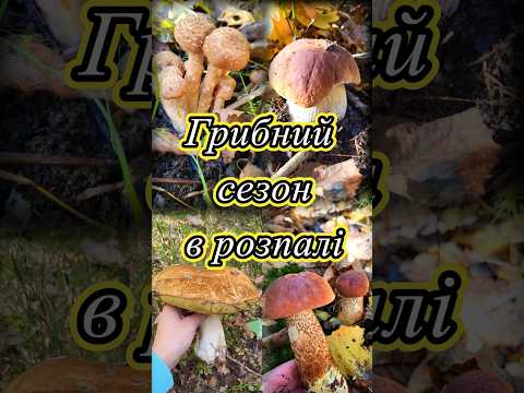 Грибний сезон в розпалі. Осінні Грибочки 2024. #грибивкарпатах #гриби2024 #shorts #shortvideo