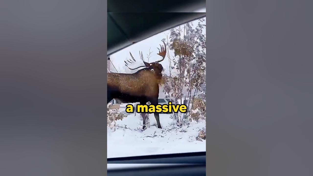 This Is The ACTUAL Size Of A Moose! π³ This Is The ACTUAL Size Of A Moose! π³