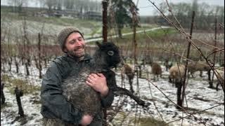 Revana Vineyards Tour