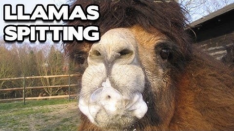 Llamas Spitting on People Compilation! (BEST FUNNY ANIMAL COMPILATION) - Funny videos