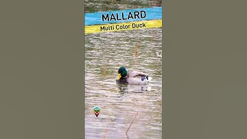 Exploring the World of Bird 📸🐦 / Mallard duck 🦆/#duck #bird #birding #birdwatching #hunting