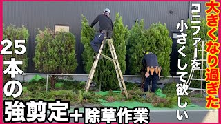 【仕事】大きくなりすぎたコニファーを小さくしてほしい！　コニファーの強剪定、植木剪定、除草作業