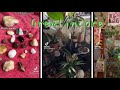 Gremlincore Tiktok Compilation 🐸🍄 #001