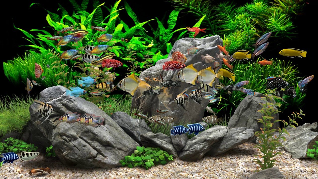 AQUARIUM 4K Coral Reef 4K Aquarium No Music No Ads - 12 Hours | Aquarium Sounds For Sleeping