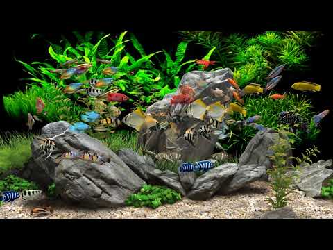 Dream Aquarium  2 Hours  8 Tanks (4K)