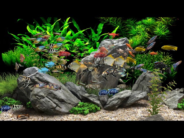 Video Dream Aquarium - fish on the desktop