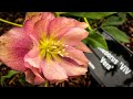 Vlog 223 - Секреты, цветение и работы в декабре в ботаническом саду