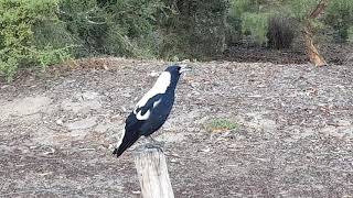 Australian Magpie singing by Purrsome Brothers 1,755 views 5 years ago 36 seconds