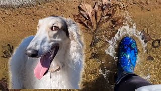 Arlo the Borzoi dog || walk on the wild side.. plus cute puppy!!!