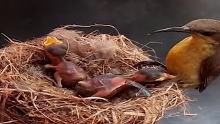 Garden sunbird Bird watching baby cry hungry#birds