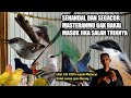 Kesalahan Memasterkan burung Akhirnya Zonk‼️Begini Tekniknya