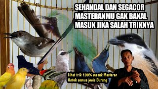 Kesalahan Memasterkan burung Akhirnya Zonk‼️Begini Tekniknya