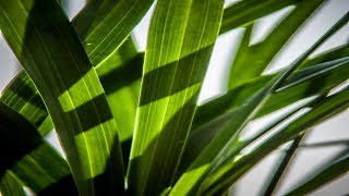 Para El Transito Intestinal La Hoja De Bambu - Hojas De Bambu Y Beneficios