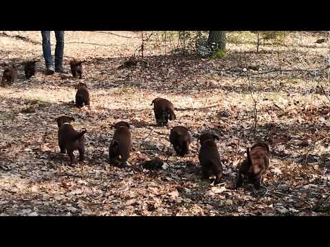 Video: Hvordan Kalle En Labradorhund