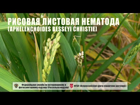 Видео: Являются ли рисовые поля устойчивыми?