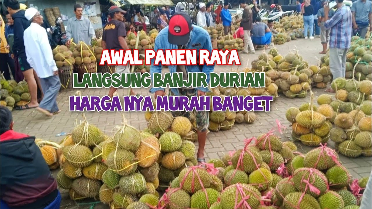 AWAL PANEN RAYA DURIAN LANGSUNG BANJIR DURIAN HARGA MURAH SURGANYA DURIAN DISINI PASAR BUAH PASREPAN