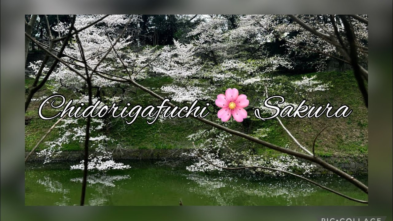 Sakura 🌸 Hanami Walk in Chidorigafuchi 2024
