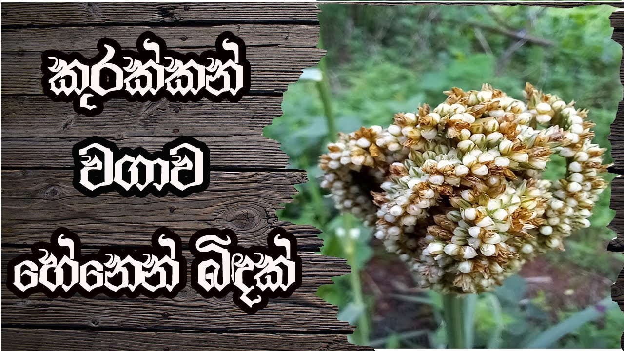 Finger millet cultivation in srilanka Nature Lover Nature Girl Garden Harvest Haritha