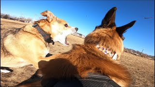 Famous Belgian Malinois Begins Showing Dominant Behavior At Dog Park Wealth