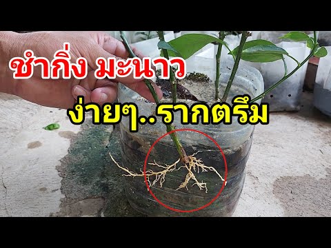 วีดีโอ: การถอนรากพืช: วิธีการเริ่มต้นพืชจากการปักชำ