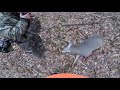 DEER DOWN - Doe Tag On Buck? DEER DOWN - Doe Tag On Buck?
