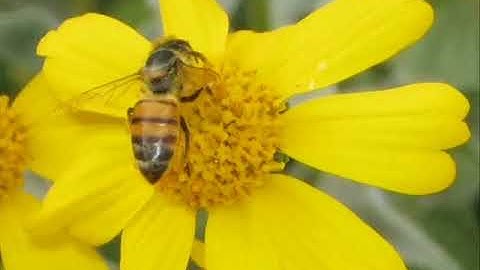 سورة النحل كاملة للشيخ إدريس أبكر صوت رائع Annahl