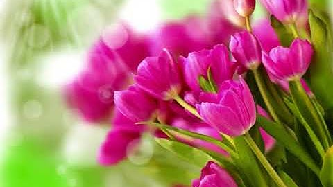 القارئ أبو بكر الشاطري || سورة القلم كاملة || Abu Bakr Al-Shatri|| Surah Al-Qalam