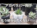 アガベ チタノタが枯れる原因４つ