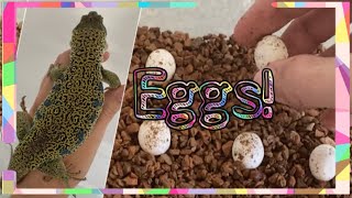 the jeweled lacertas had eggs!