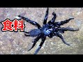 南国の巨大虫たちを採りまくる