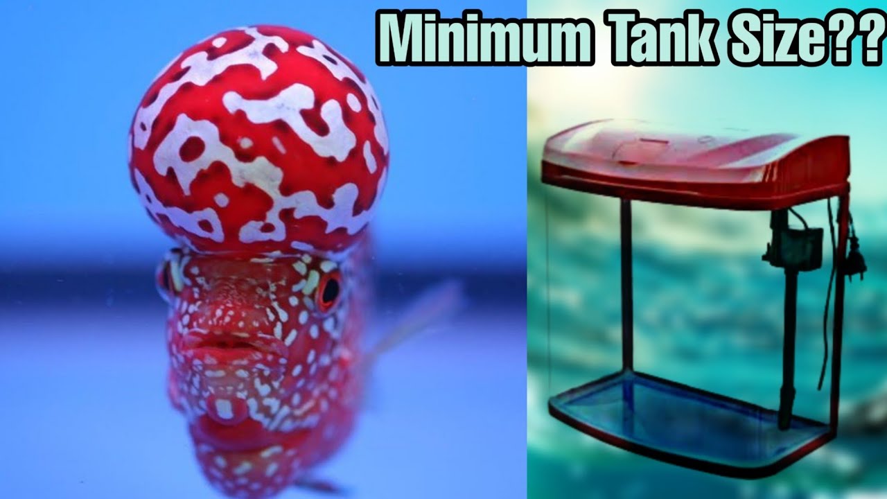 Picture Idea: Minimum Tank Size Eshwar Gandhi Kingkamfa Monsterkoksrd Flowerhorn Care